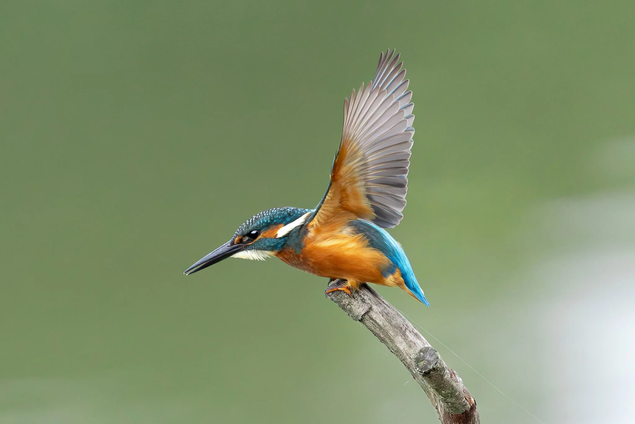 Kingfisher images-11.jpg