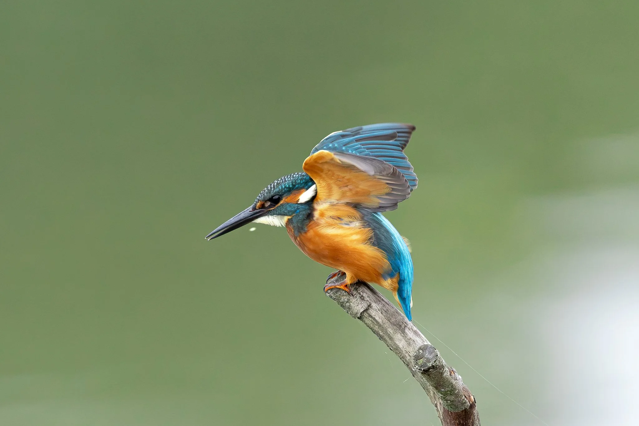 Kingfisher images-10.jpg