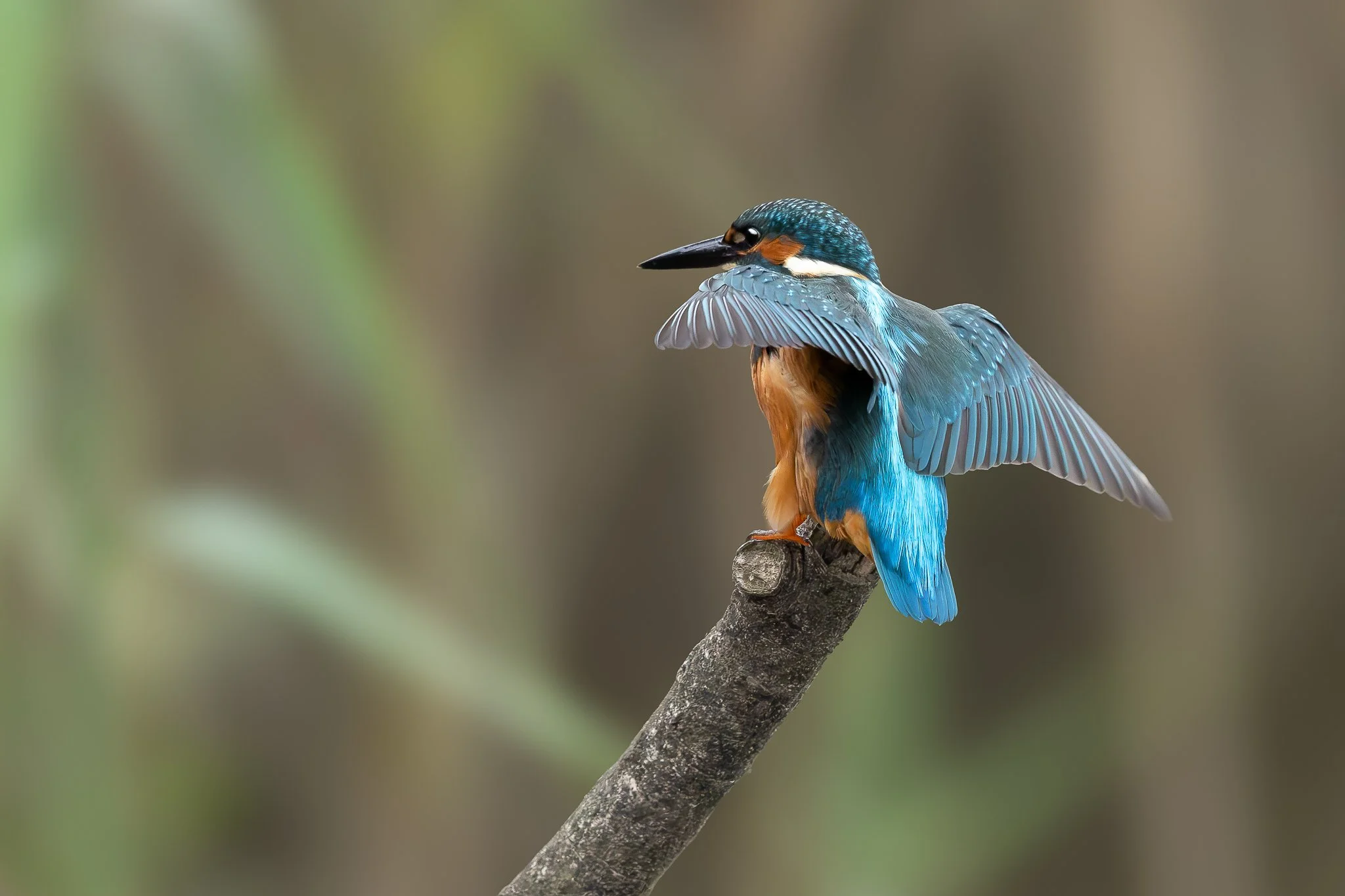 Kingfisher images-6.jpg