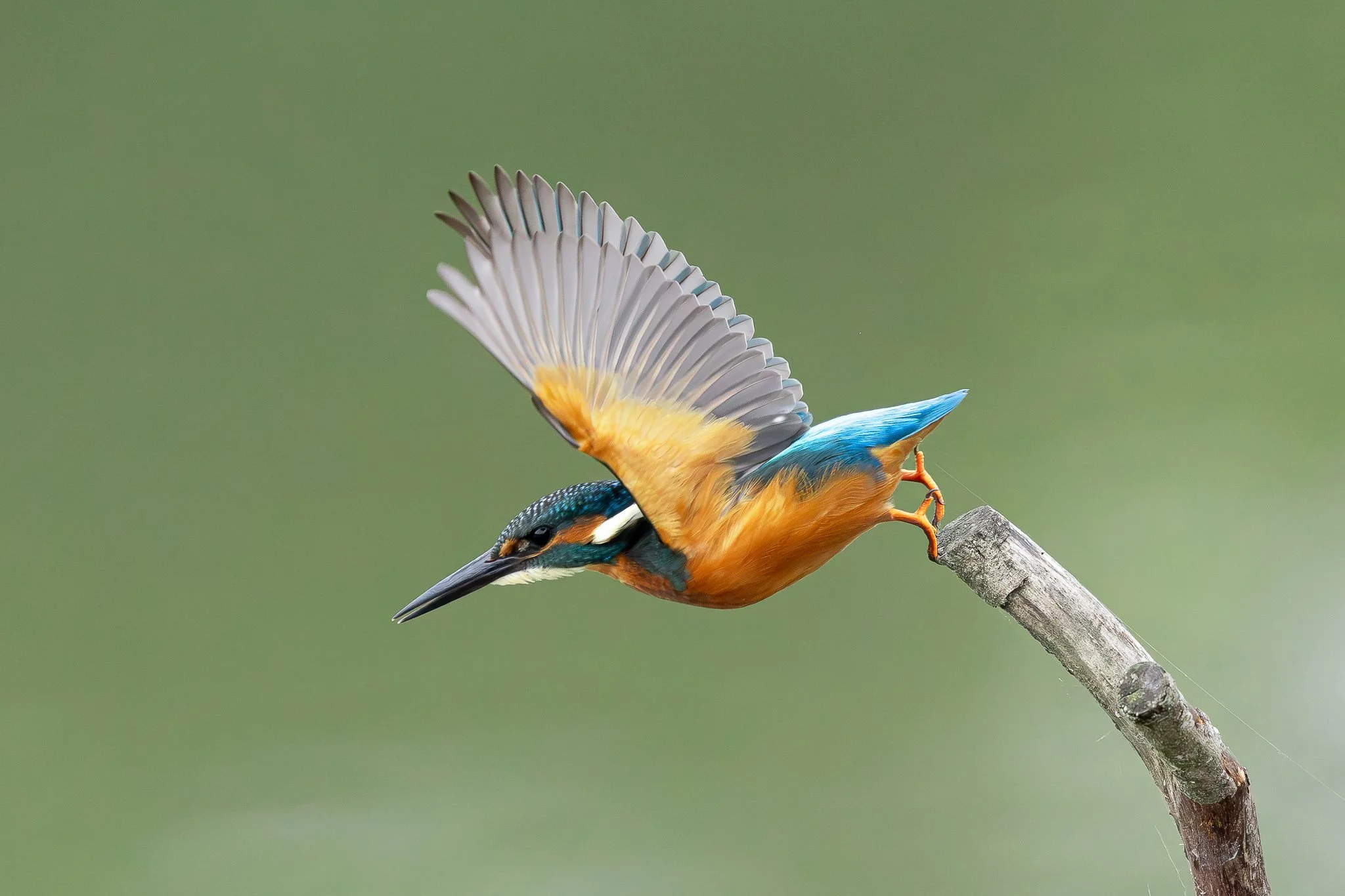 Kingfisher images-13.jpg