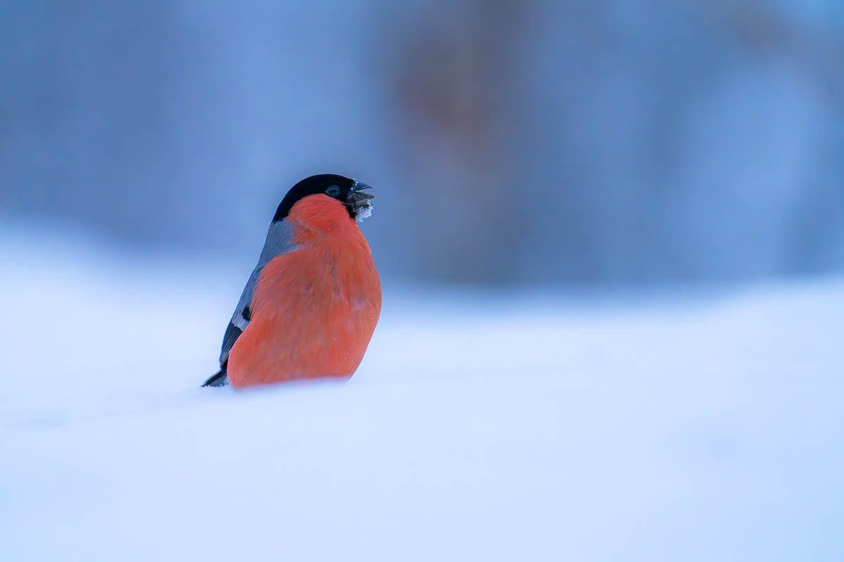 Male bullfinch sat in snow whilst its snowing in sweden