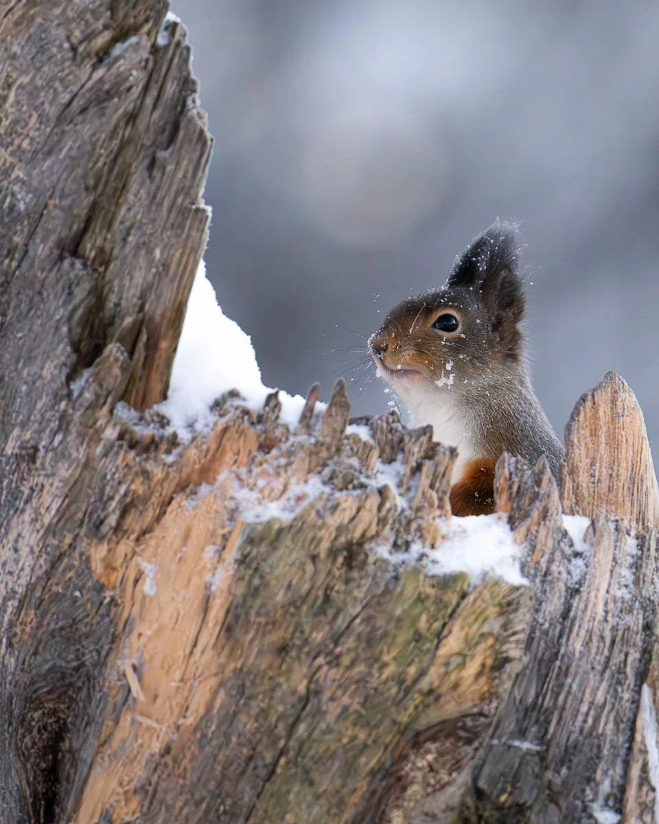 a small red squirrel perched on a tree stump in sweden 