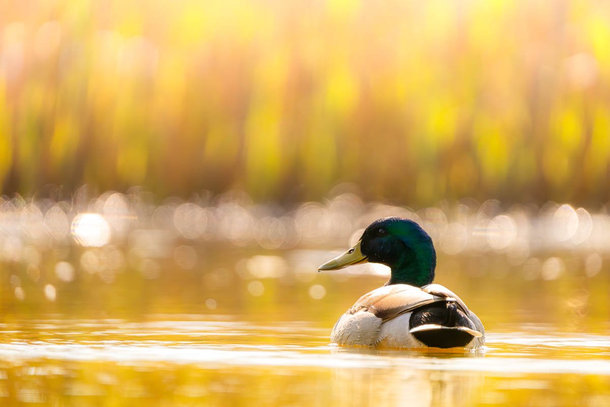 seaton-wetlands-devon-mallard-duck-sunrise-.jpg