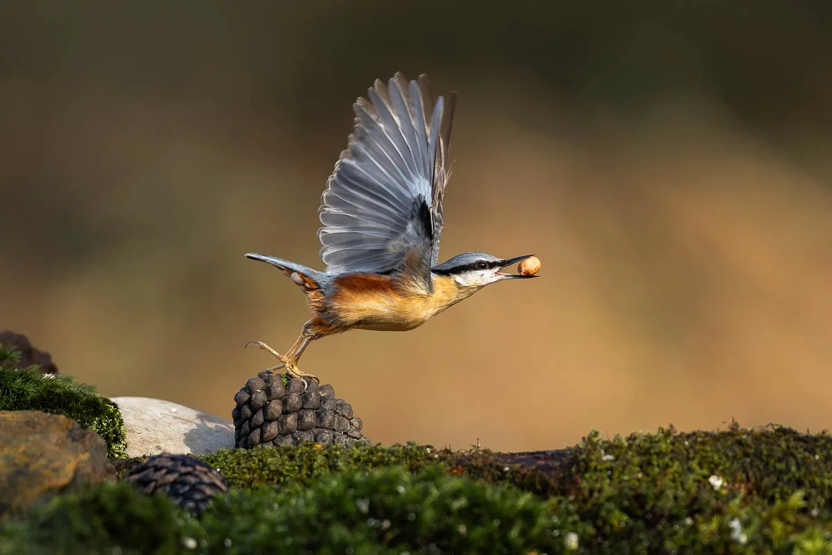 Nuthatch with a nut in its mouth about to fly