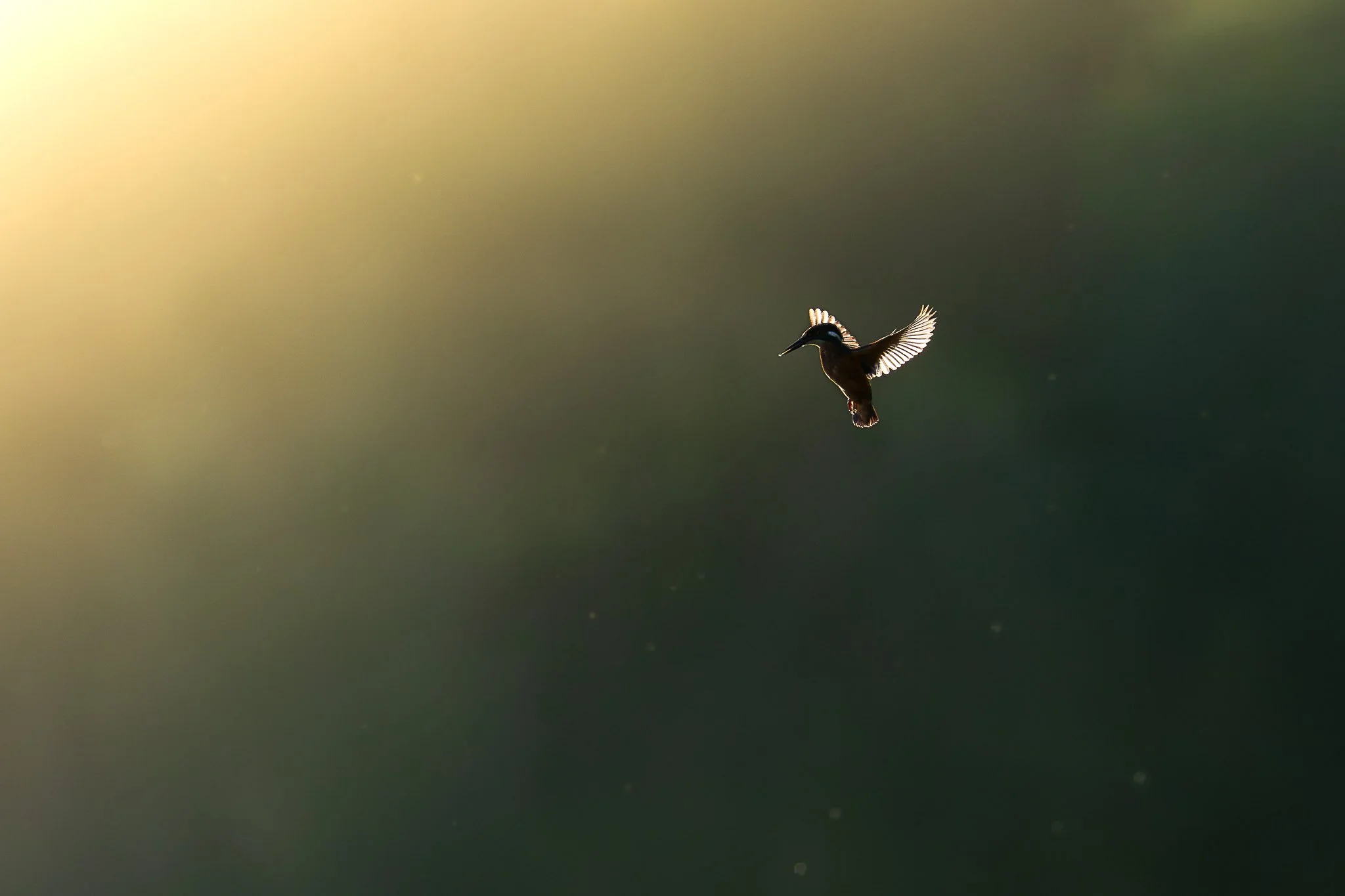 Kingfisher images-4.jpg