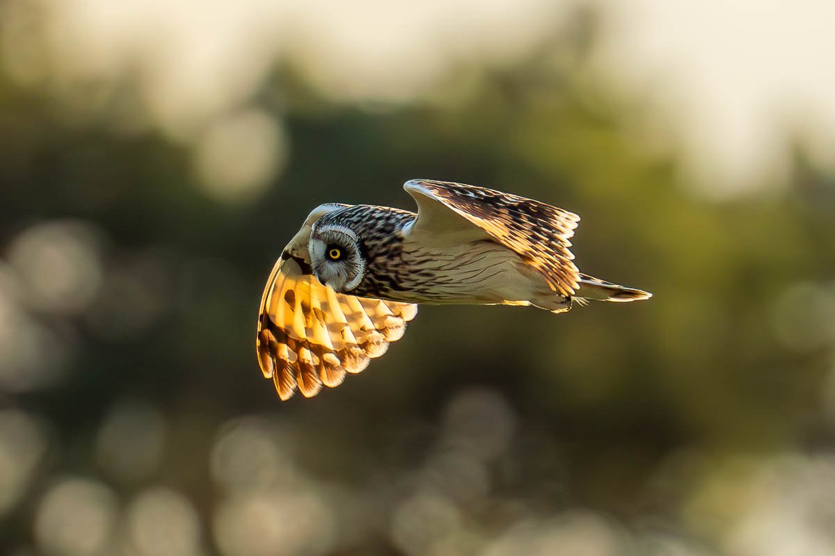 devon-short-eared-owl-sunset-flying.jpg