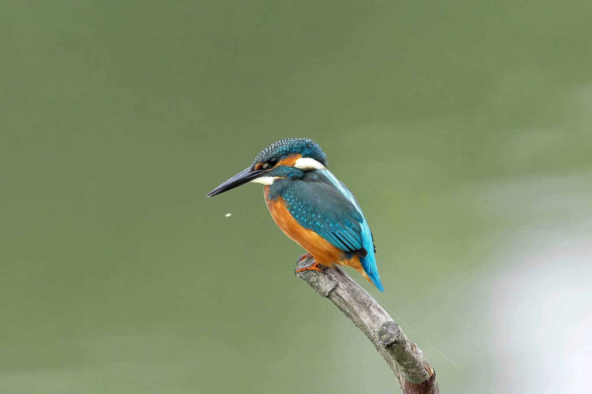 Kingfisher images-8.jpg