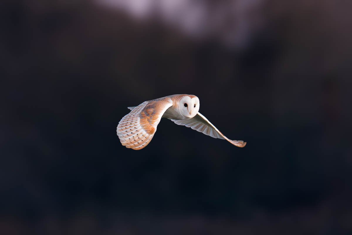 Barn owl flying, looking down the lens during a sunrise in Devon, Dorset & Somerset