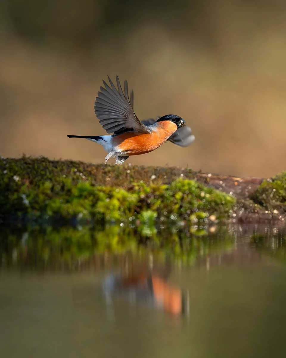 Bullfinch about to fly away during spring