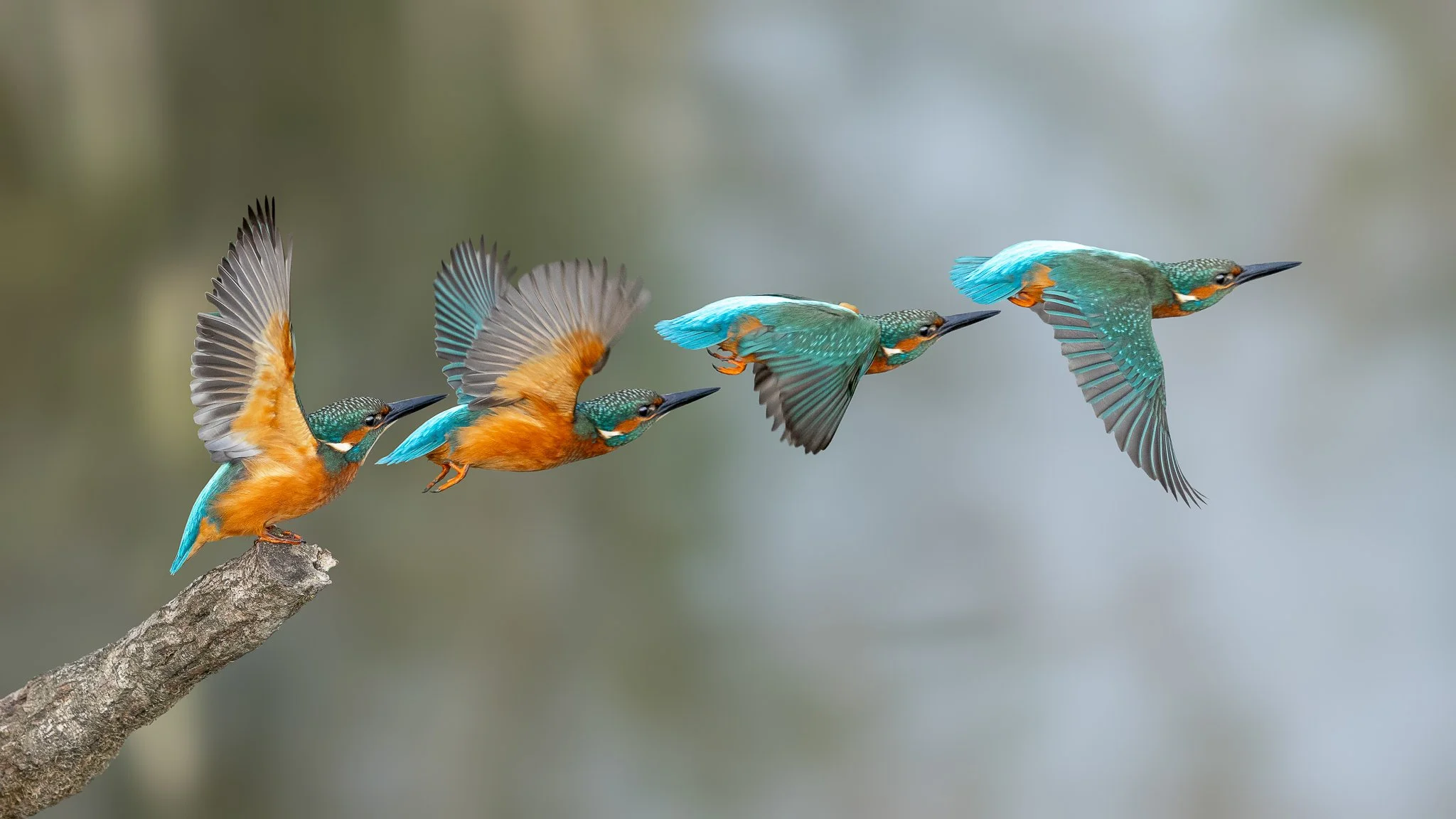 Kingfisher images-5.jpg