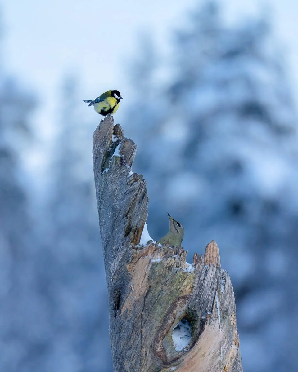 two small birds sat on a tree in sweden during winter when its snowing