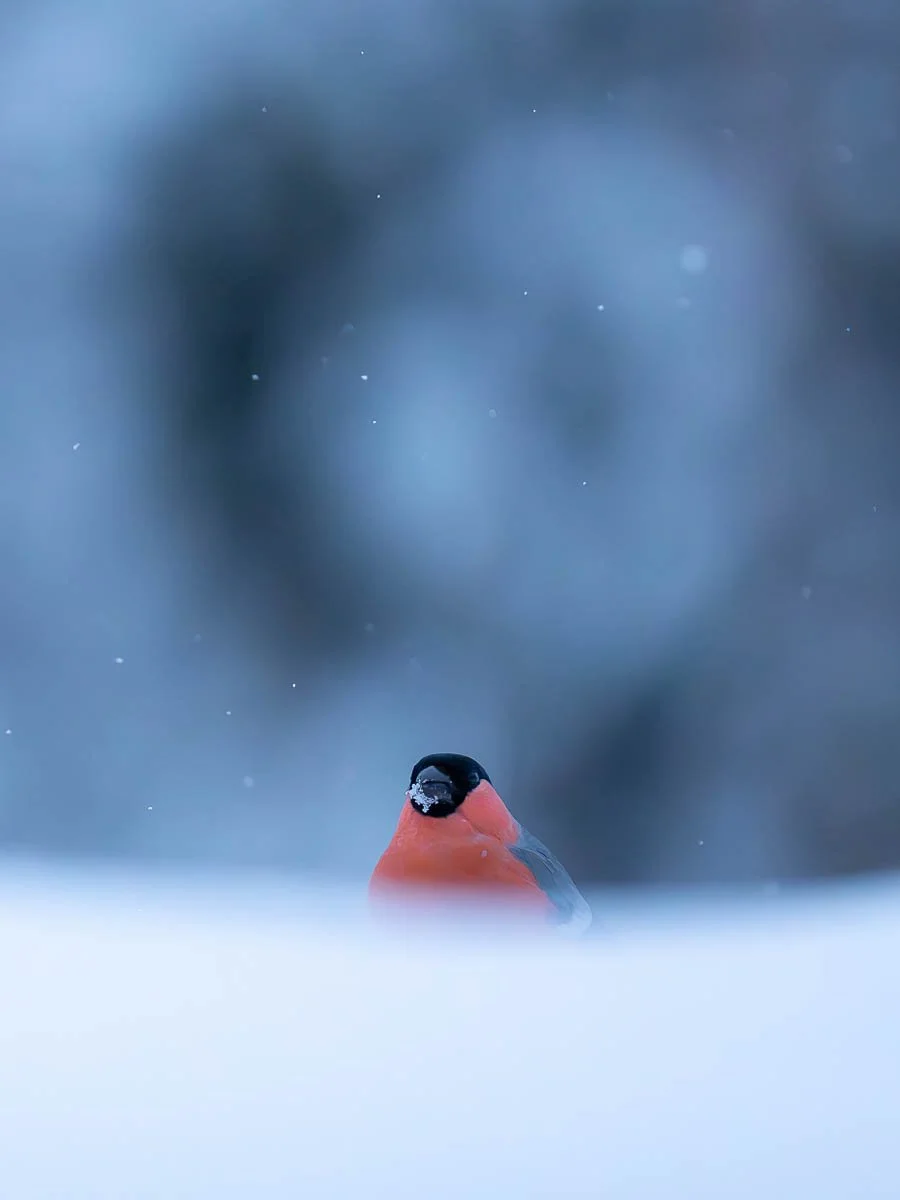 a male bullfinch sat in the snow during winter in sweden
