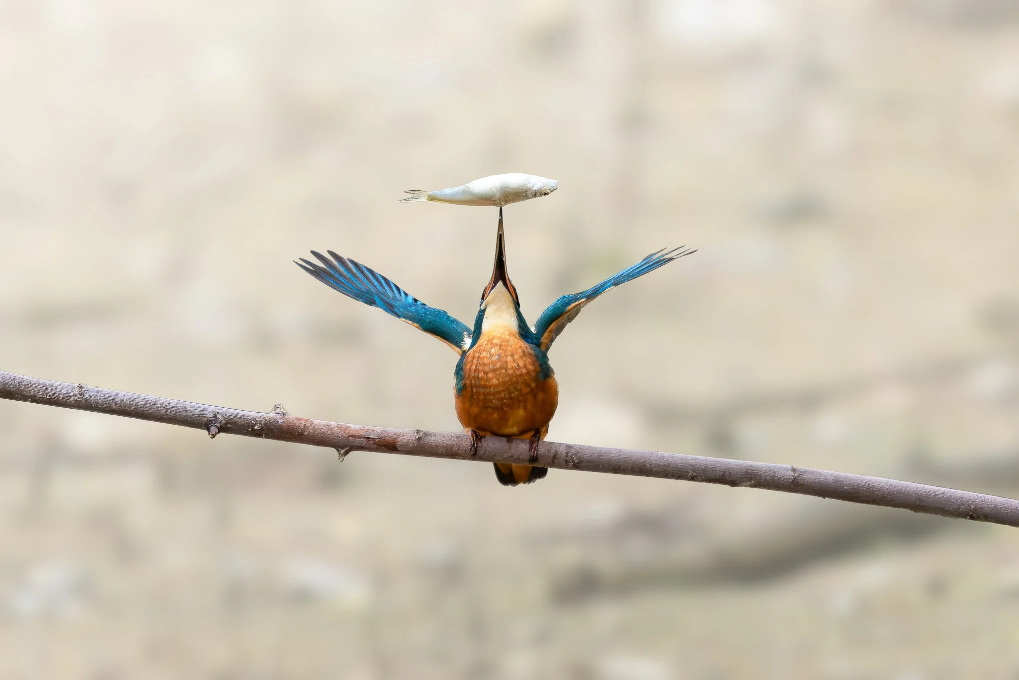 Kingfisher images-17.jpg