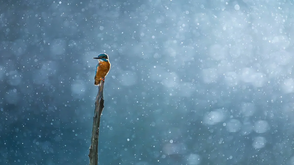 kingfisher-in-rain-chard-somerset-wildlife-bird-photography-autumn6.jpg