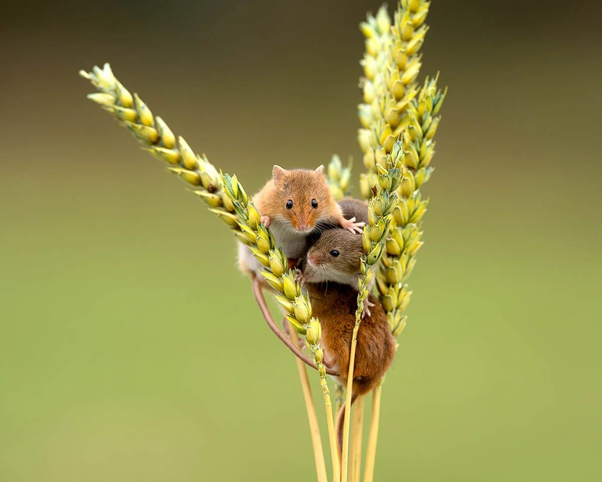 Harvest mice, sat on some barley during spring
