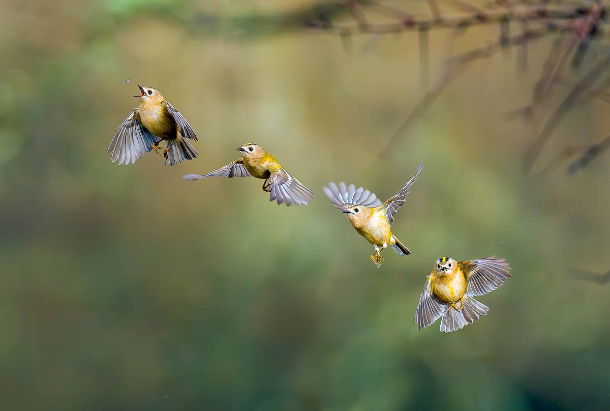 goldcrest at blashford lakes flying and eating a fly during sunrise in winter