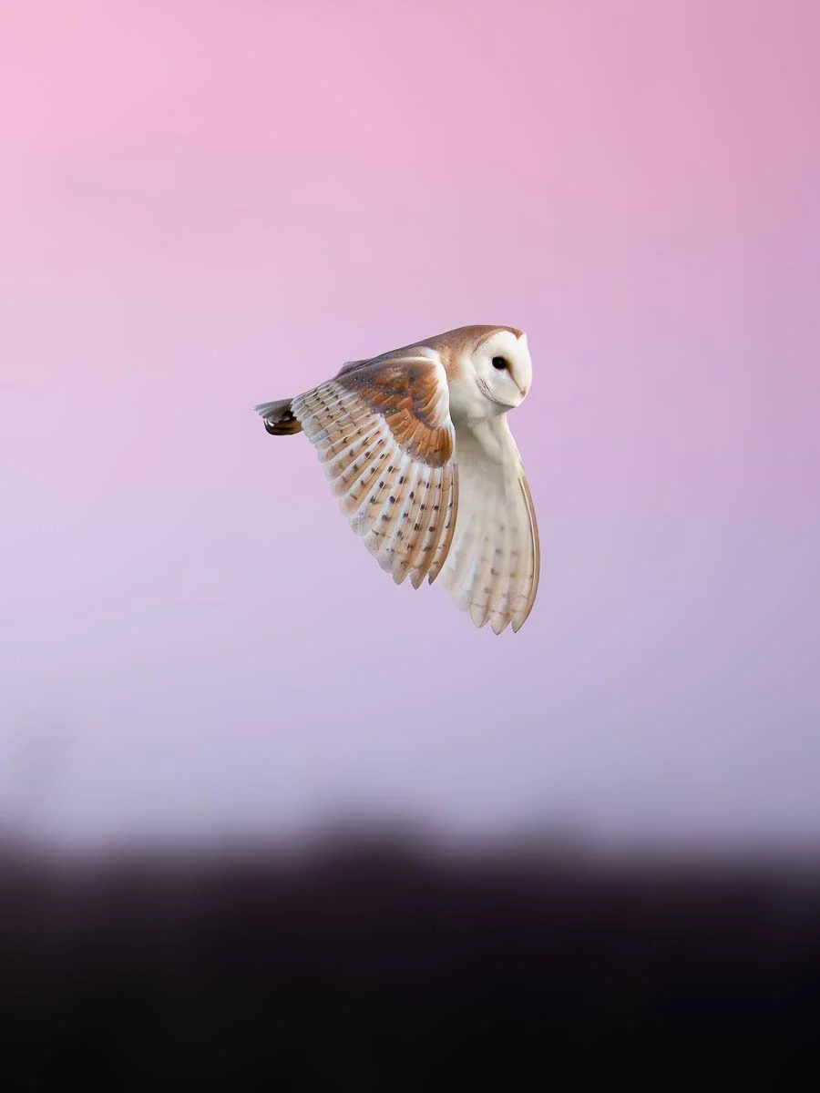 Barn owl flying during a pink sky sunrise in Devon, Dorset & Somerset