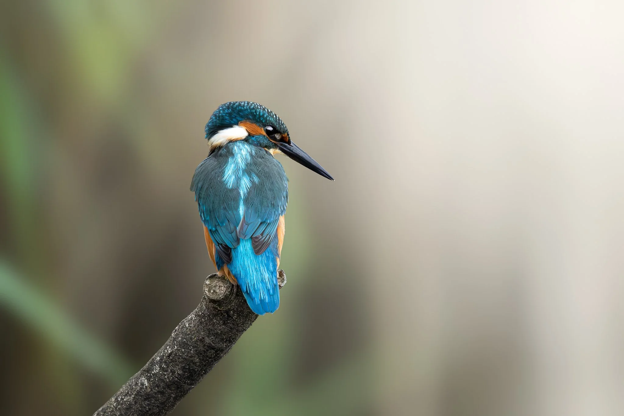 Kingfisher images-7.jpg
