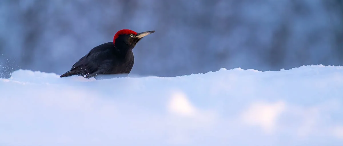 a black woodpecker sat in snow during winter in sweden