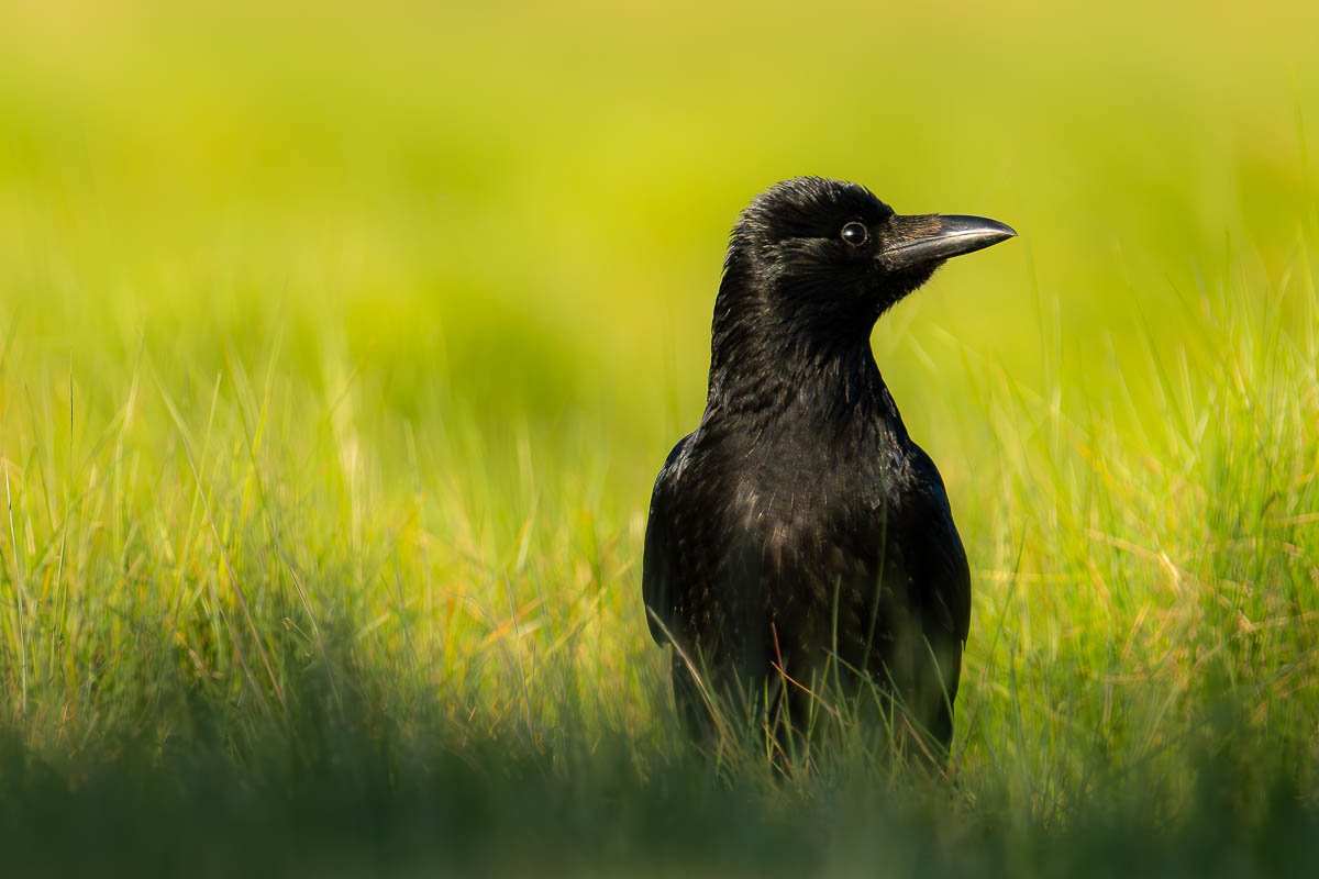 devon-crow-green-spring.jpg