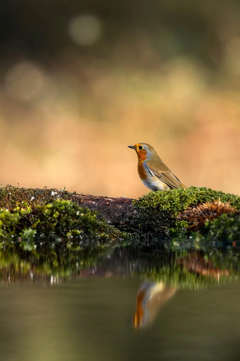 Robin with a reflection posing in Spring