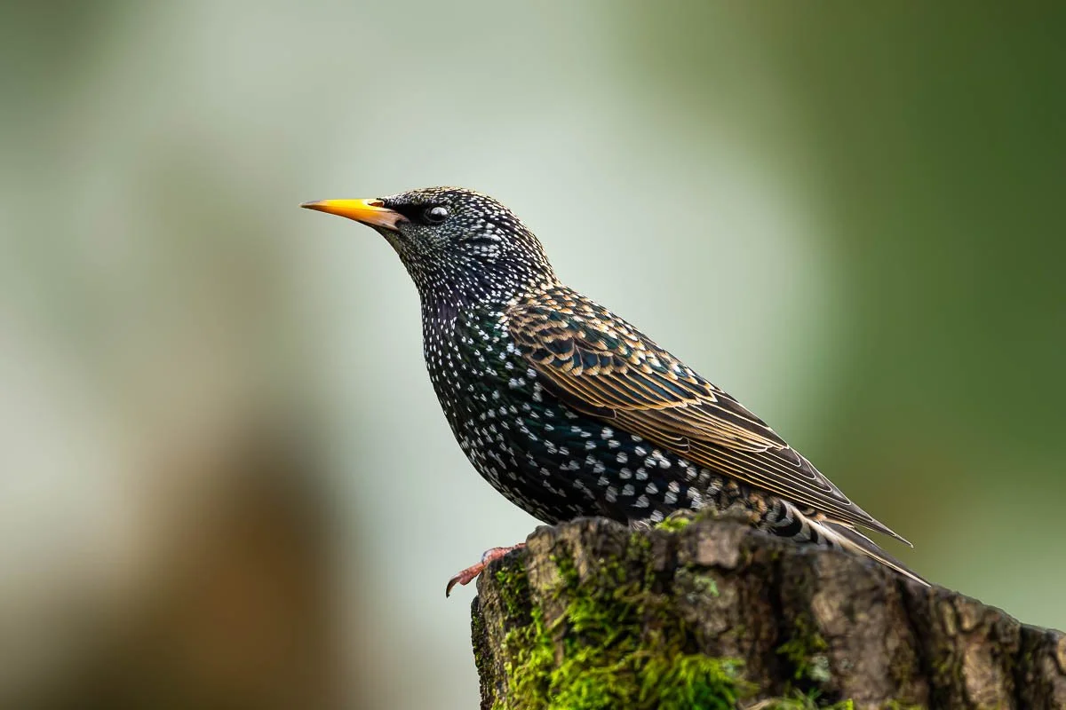 Starling during spring sat on a tree