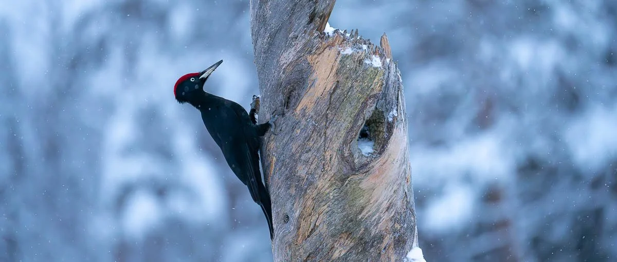 black woodpecker perched on a tree stump in winter in Sweden