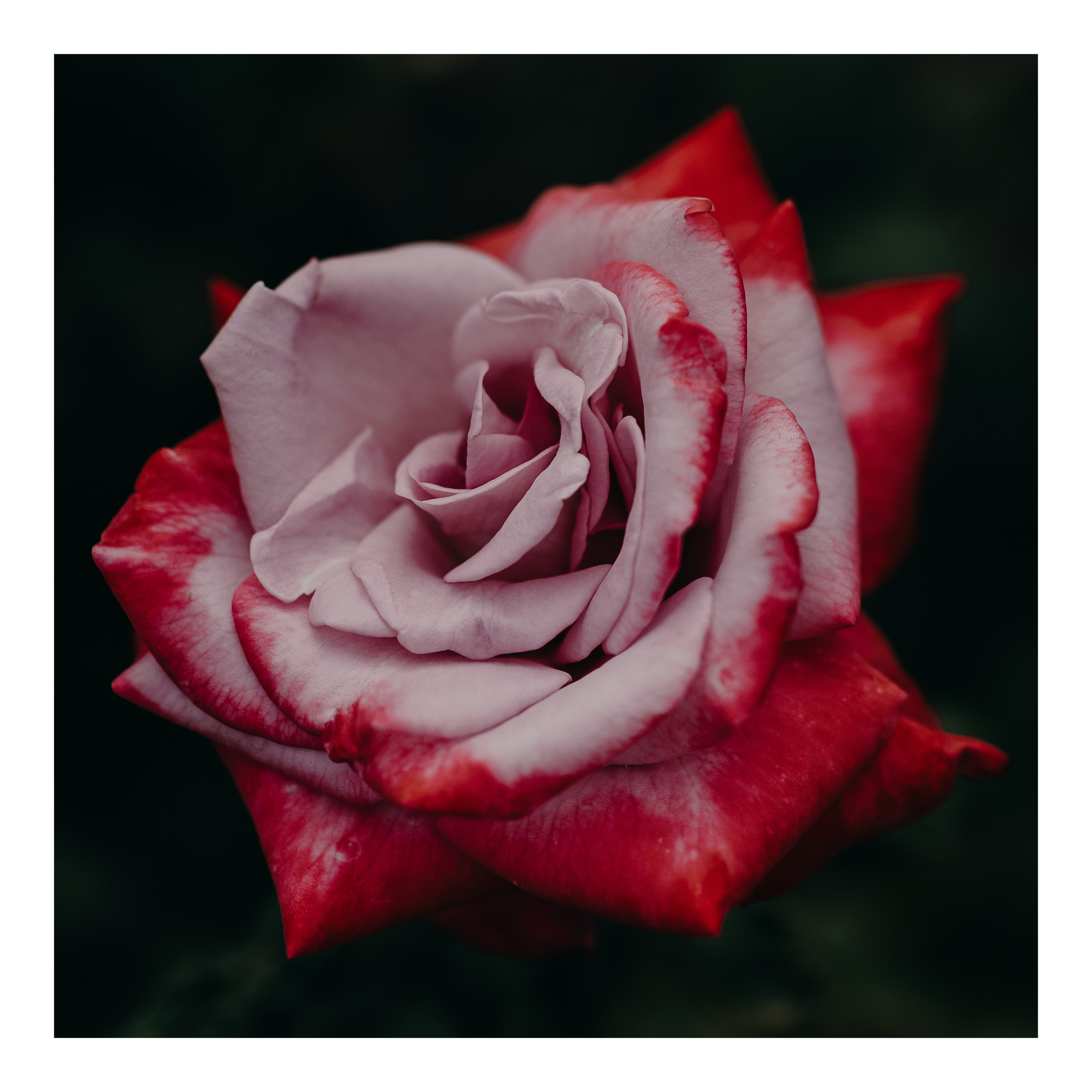 In Bloom Fine Art Print Little Peg.png