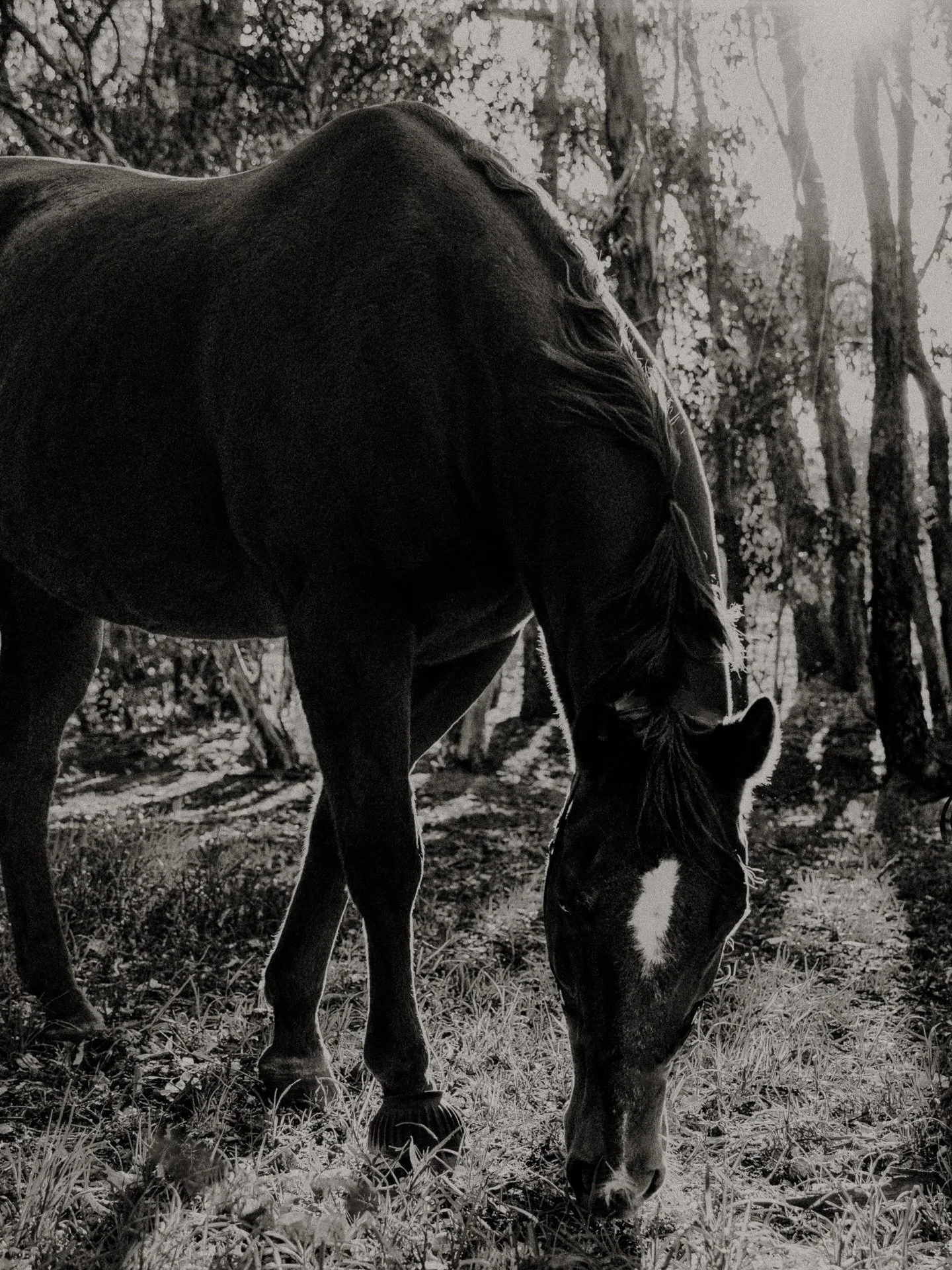 Happy Luna New Year, the year of &lsquo;The Horse 🐎&rsquo;

A time to giddy up, tuning into what we really want from life and like wild horse, run towards it 🇨🇳🧧✨.