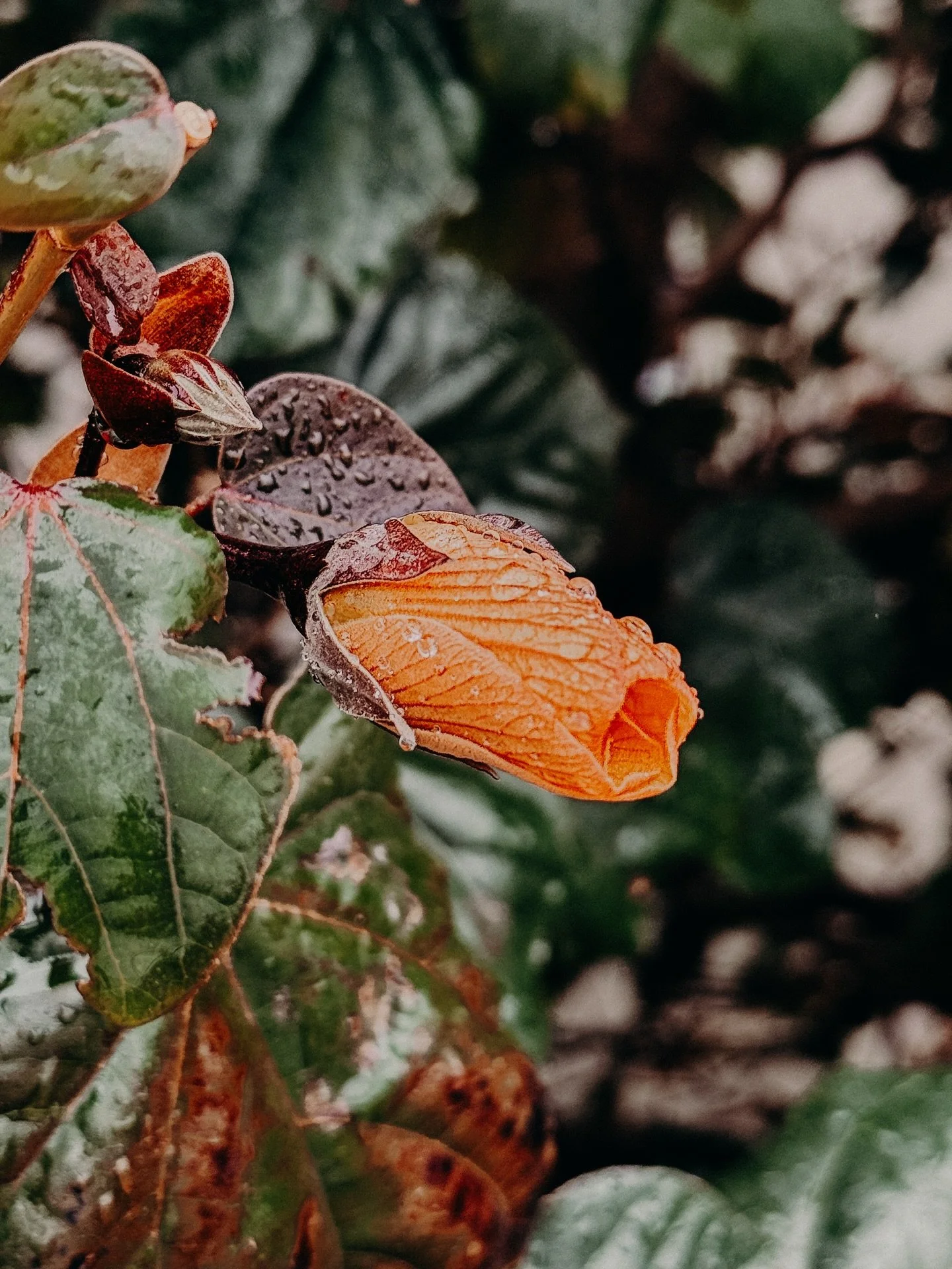 Who else sees the rain and heads out for a walk? I am practically running out the door to be honest 🤣

The rain adds another layer of beauty to the plants, almost as if it is jewelry. As I wandered (hobbled as I have broken toes), it was just so pea