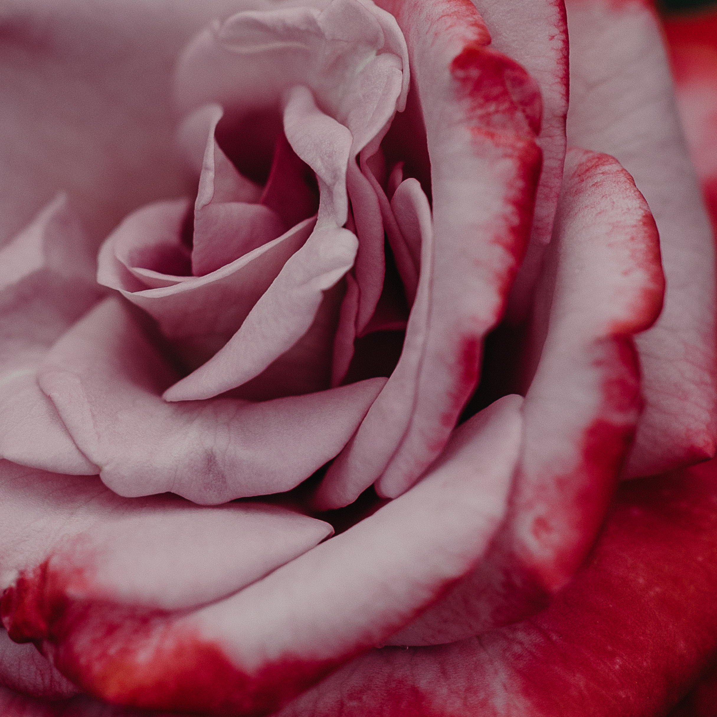 In Bloom Fine Art Print Little Peg close up.png