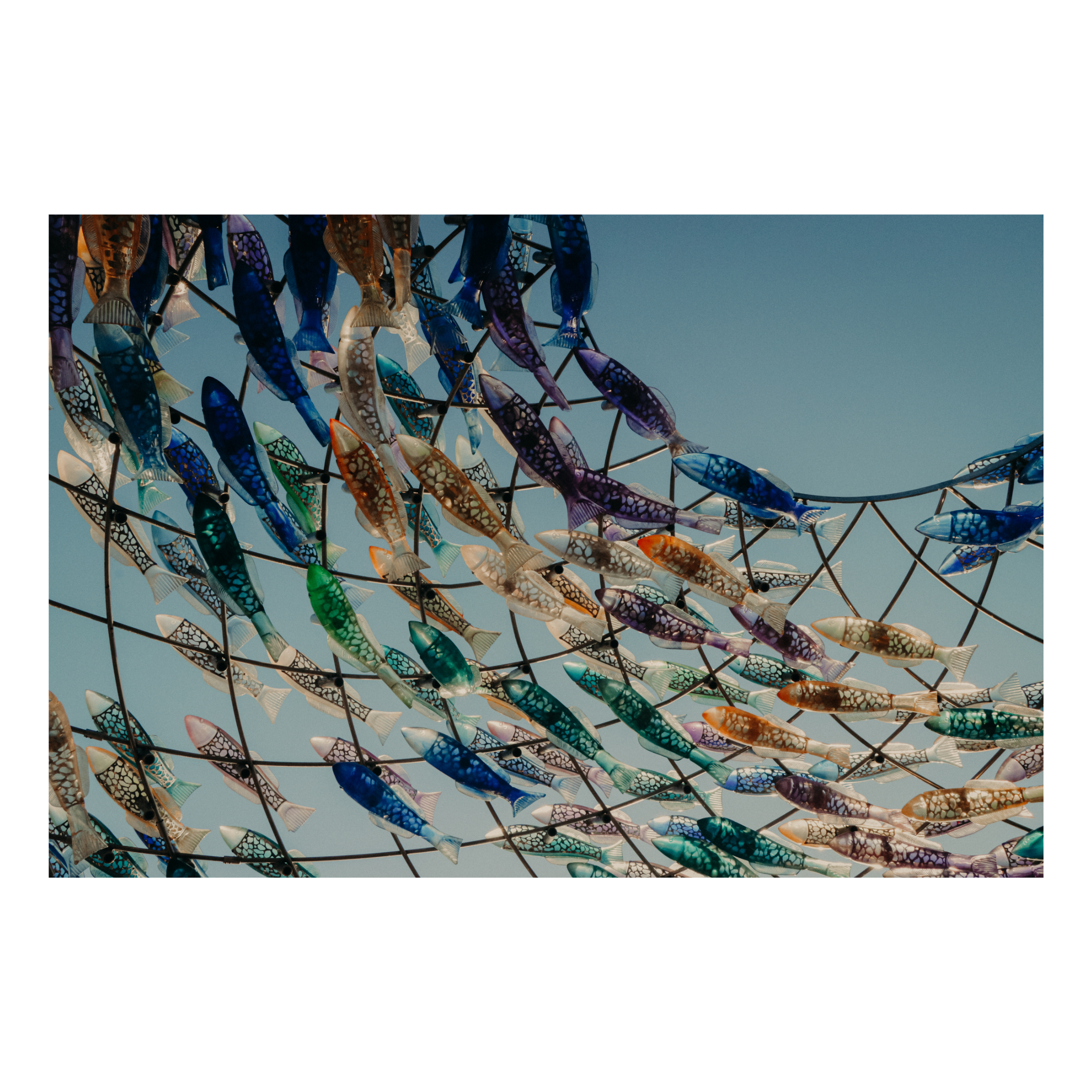 Rainbow-Fish-little-peg-fine-art-prints-perth-cottesloe.png