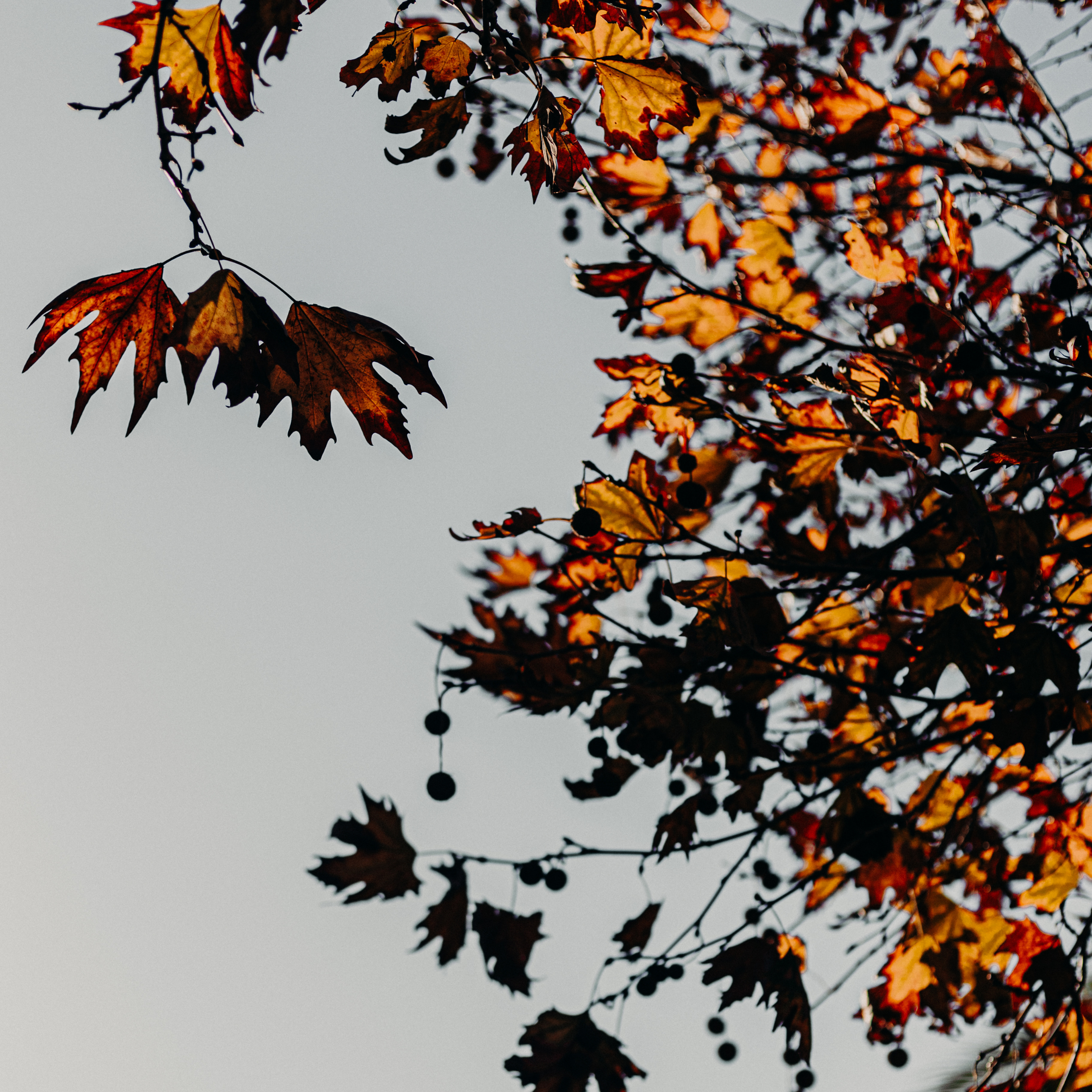Fall-littlepeg-fineart-print-photography-autumnal.png