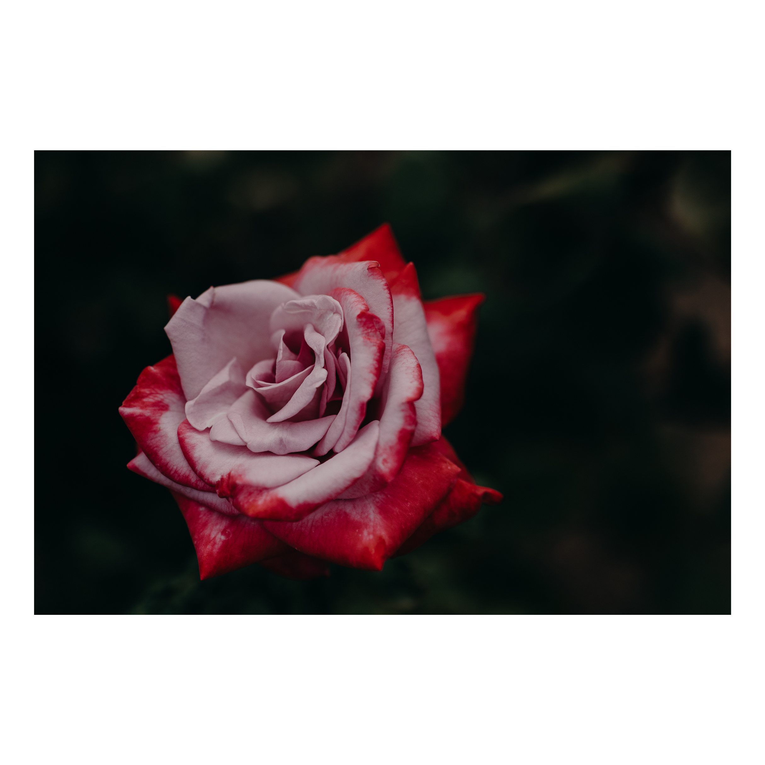 In Bloom Fine Art Print Little Peg 1.png
