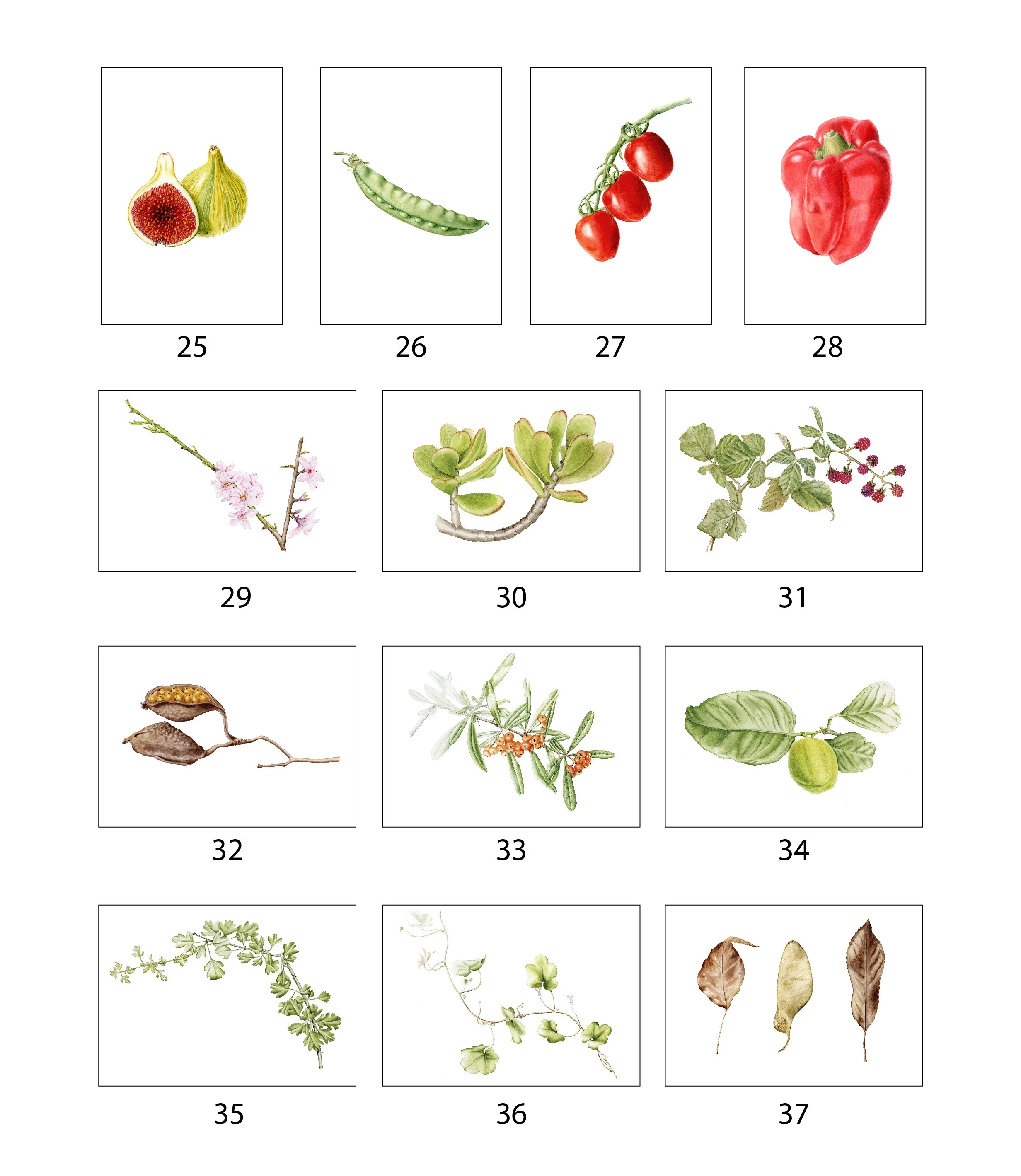 tarjetas-ilustradas-acuarela-numeradas-silicula