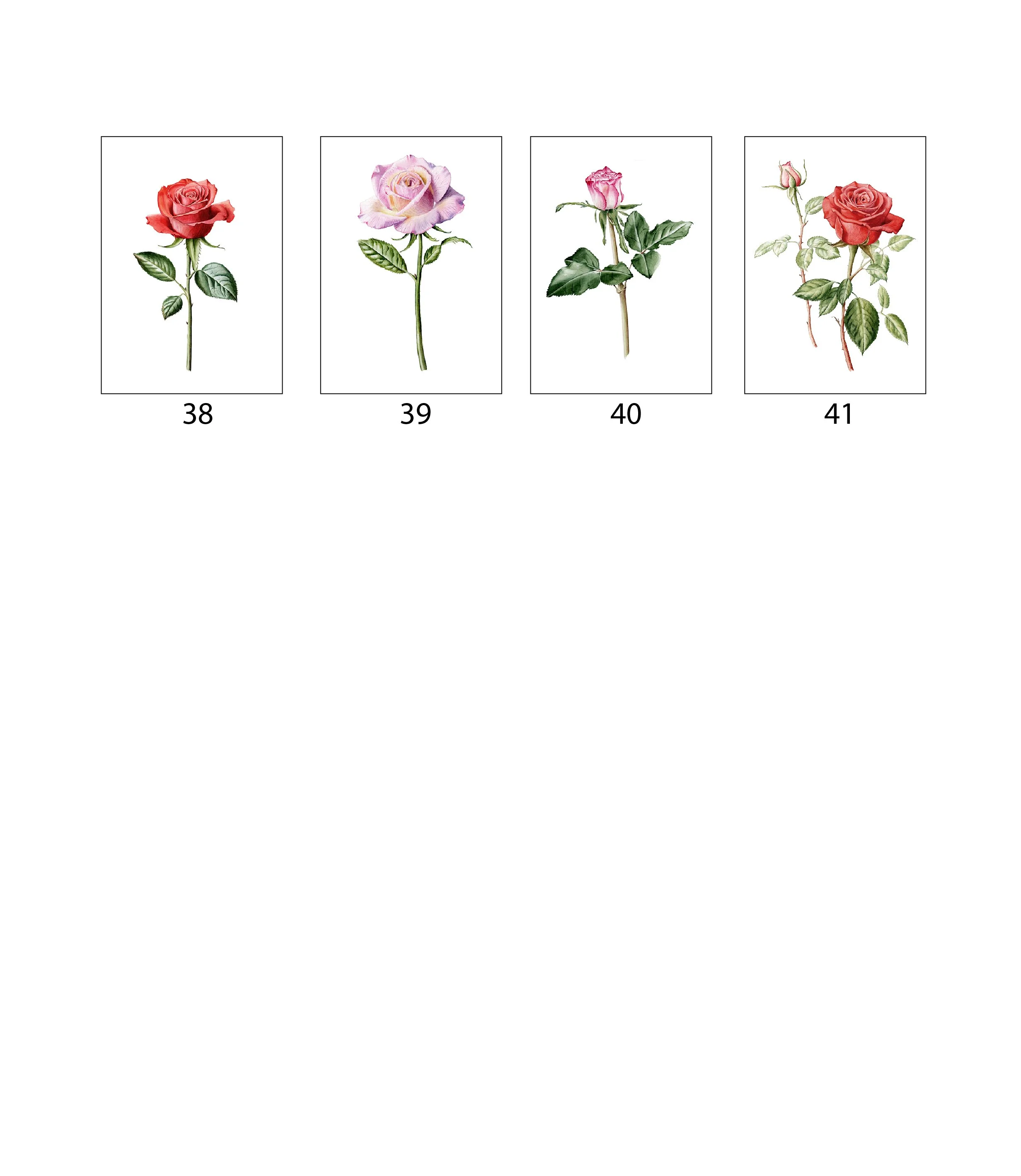 Tarjetas en acuarela numeradas para seleccionar modelo — rosas