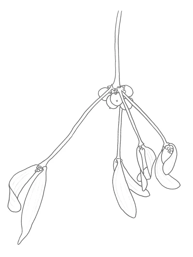 Dibujo lineal de una rama de muérdago para colorear. Regalo de Navidad de Silícula, ilustraciones en acuarela.