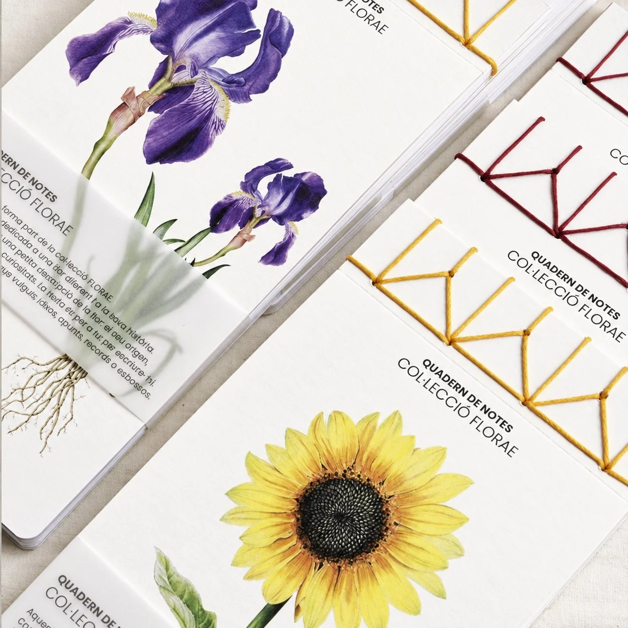 cuaderno-botanico-ilustracion-acuarela-silicula