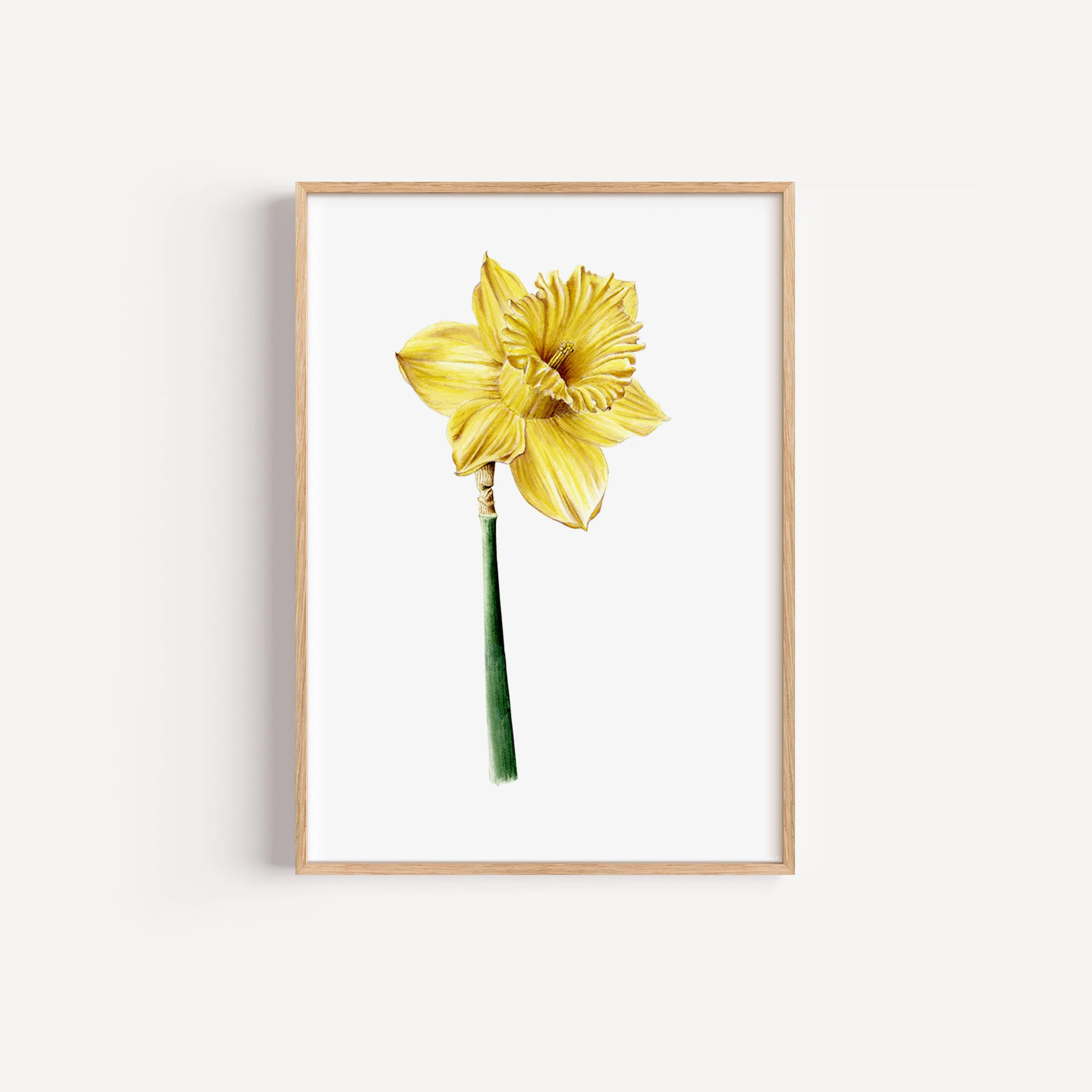 Lámina botánica de flor de narciso amarillo en acuarela - Silícula
