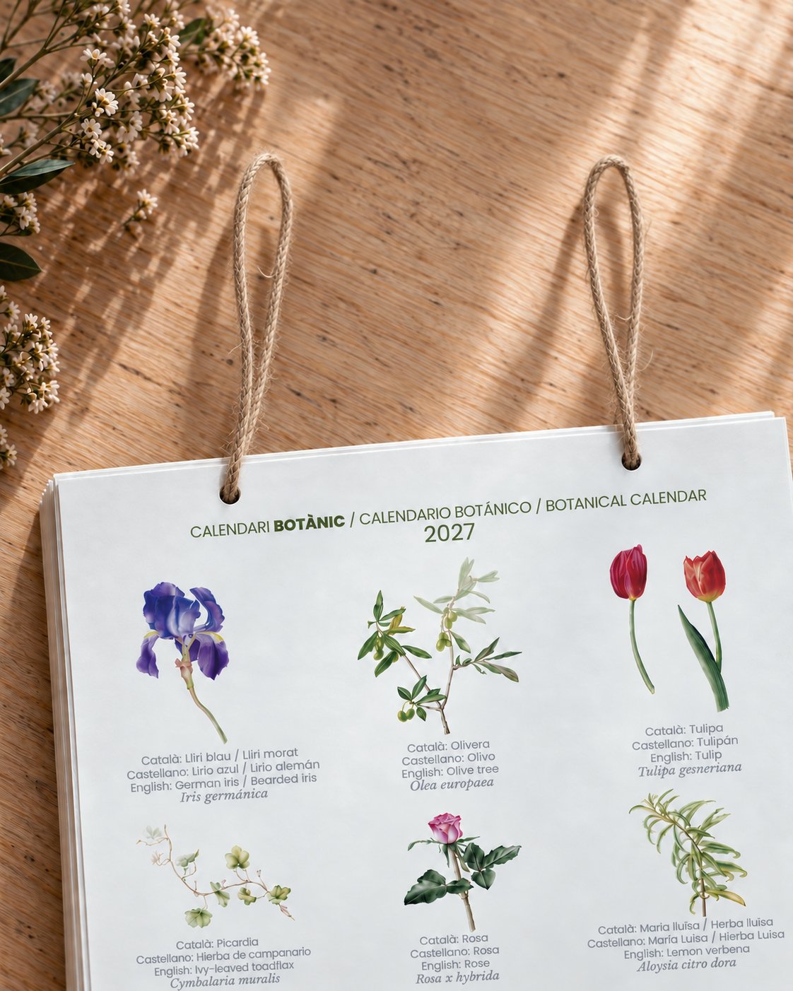 pagina-calendario-botanico-con-ilustraciones-y-texto-silicula