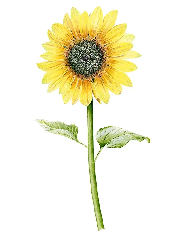 Flor de girasol - Lámina botánica