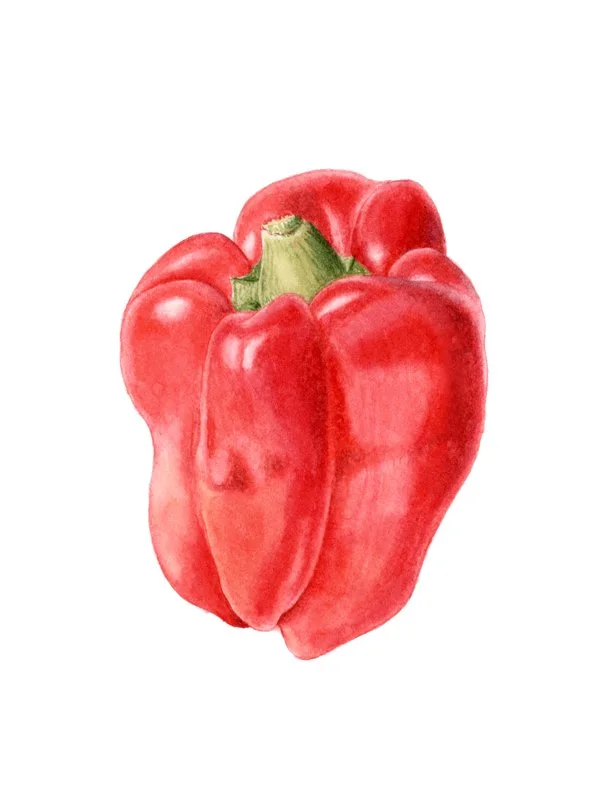 Pimiento rojo — Lámina botánica en acuarela DIN A5