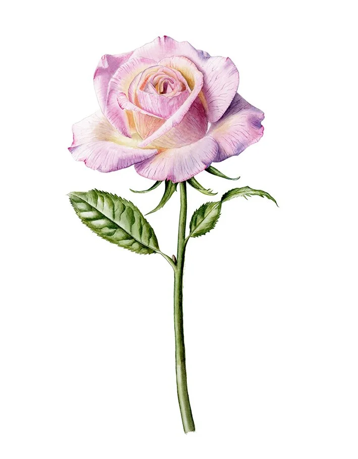 Rosa - flor de color rosa - Lámina botánica