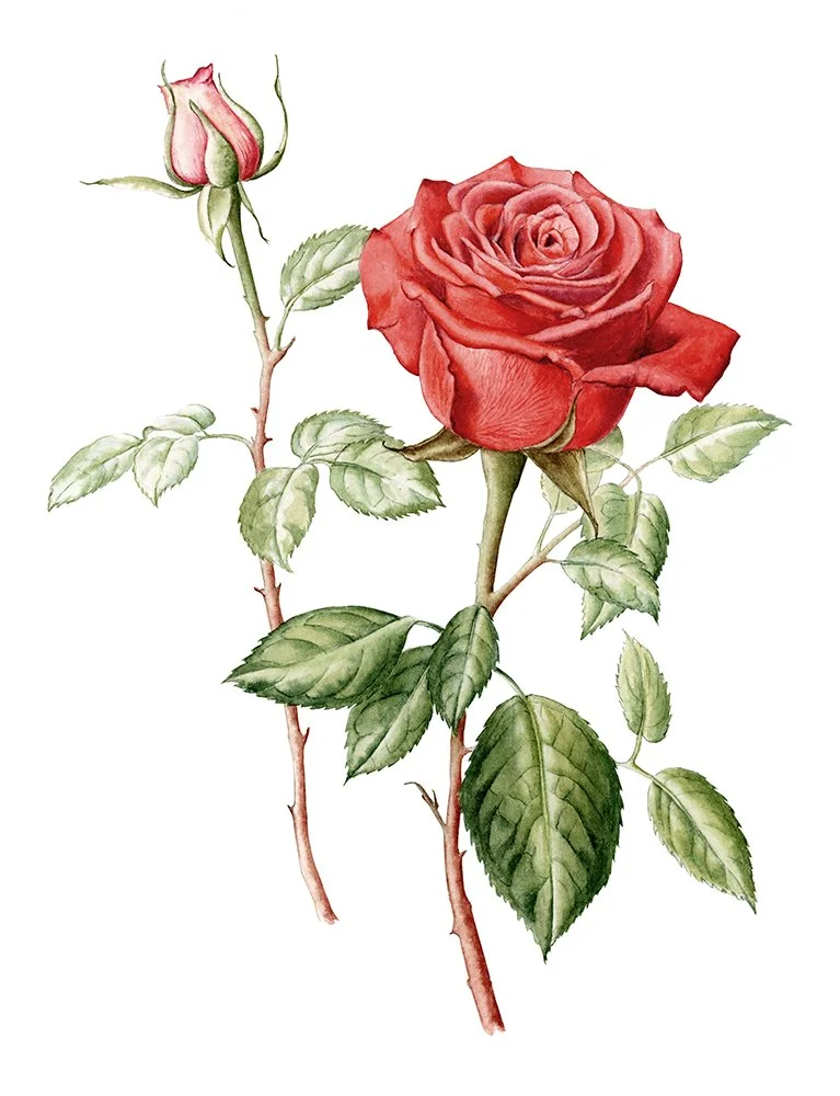 Conjunto de rosas - rosas rojas - Lámina botánica
