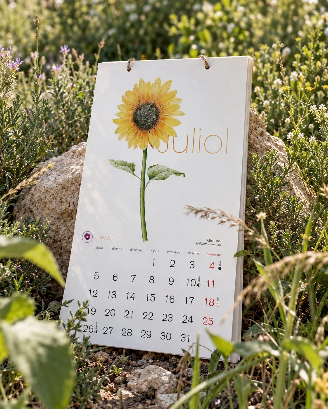 calendari-ilustracion-botanica-girasol-naturaleza-silicula