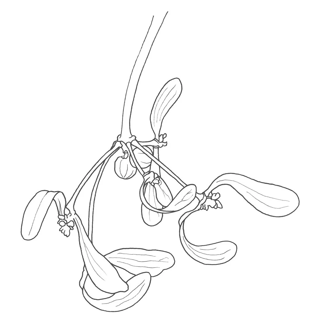 Dibujo en línea de rama de muérdago para colorear. Regalo de Navidad.