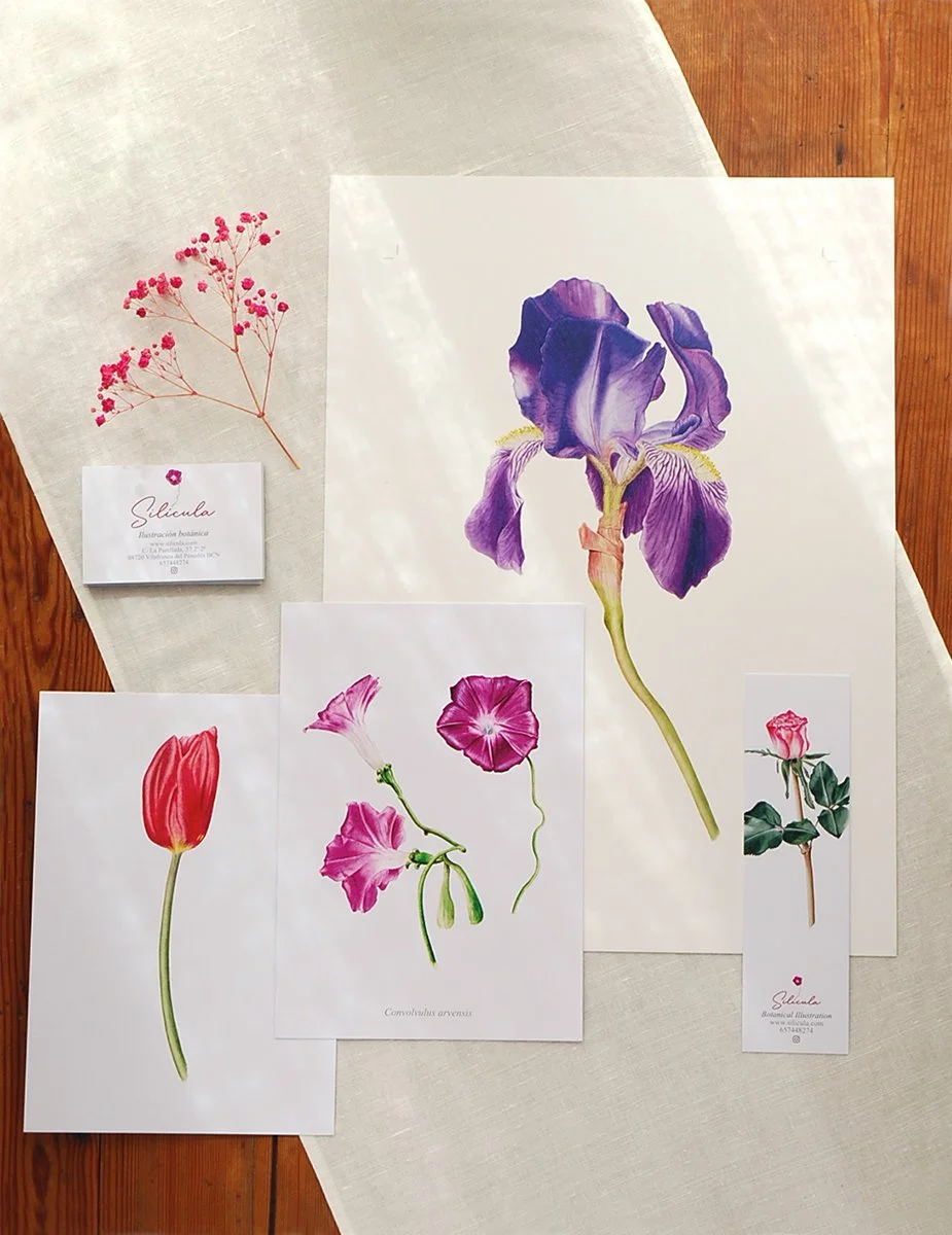 Pack regalo: lámina botánica + tarjetas ilustradas en acuarela | Silícula