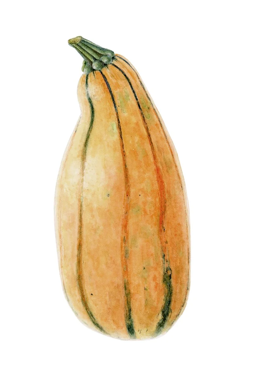 Calabaza — Lámina botánica en acuarela DIN A5