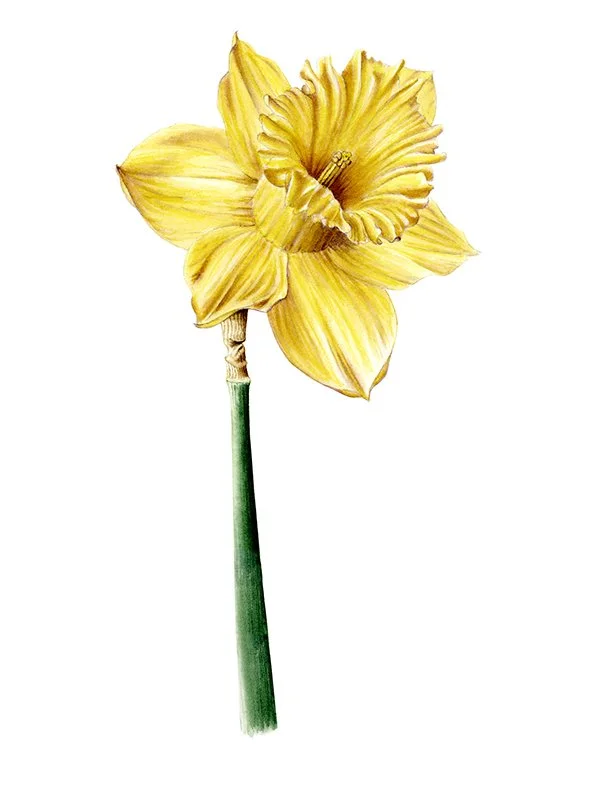 Flor de narciso - color amarillo - Lámina botánica