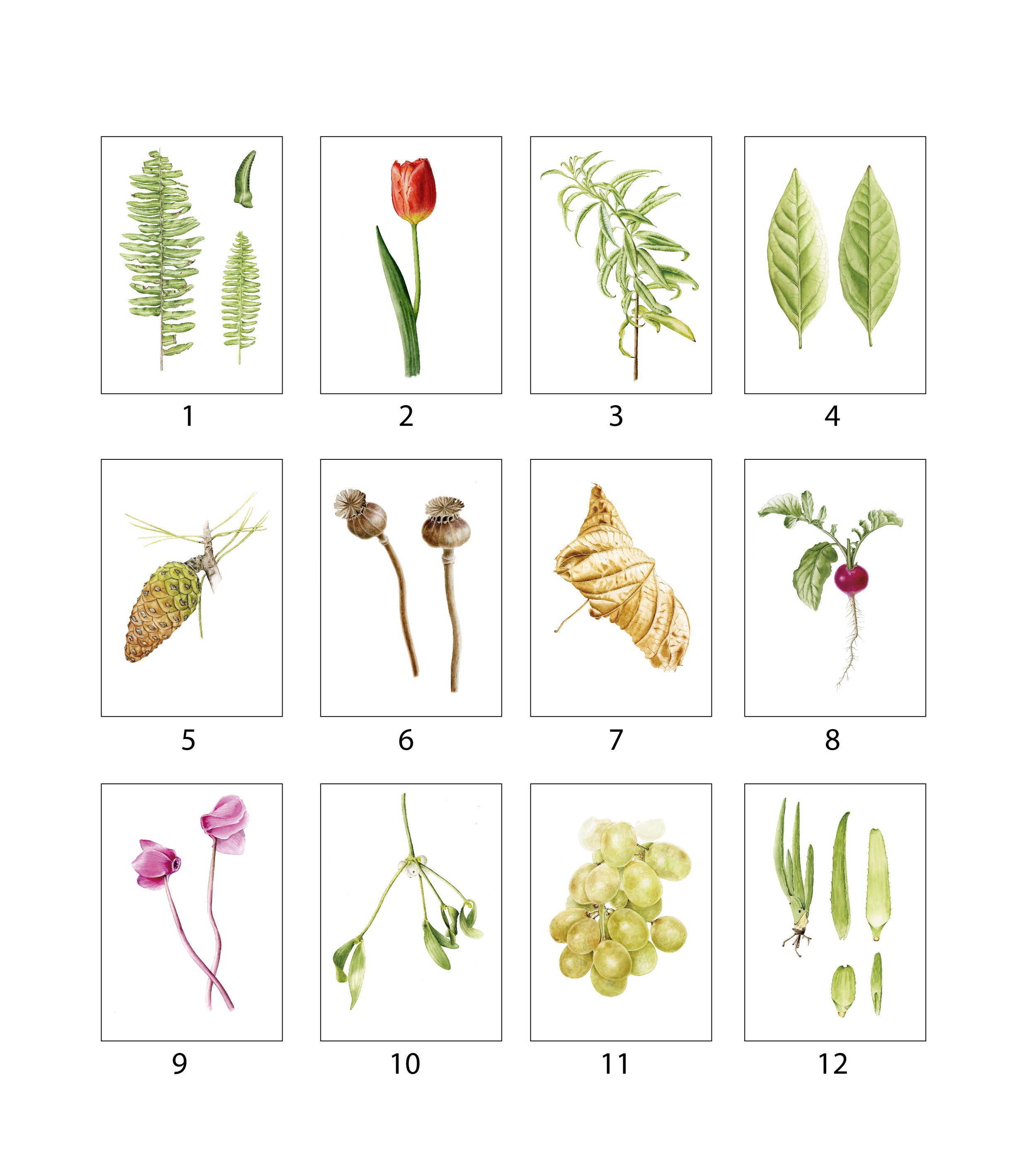 tarjetas-ilustradas-acuarela-numeradas-silicula